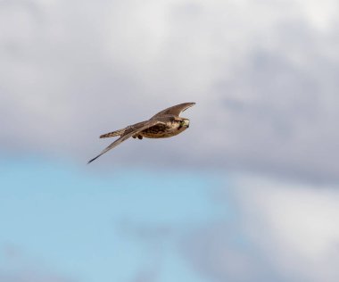 A Lanner Falcon in flight over Kalahari savannah