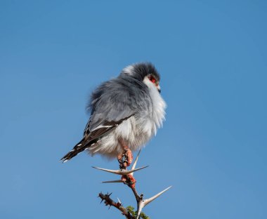 Bir pigme şahini Güney Afrika savanasındaki bir ağaca tünemiş.