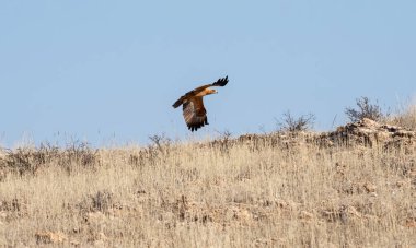 Kalahari ovasında uçan Tawny Eagle.