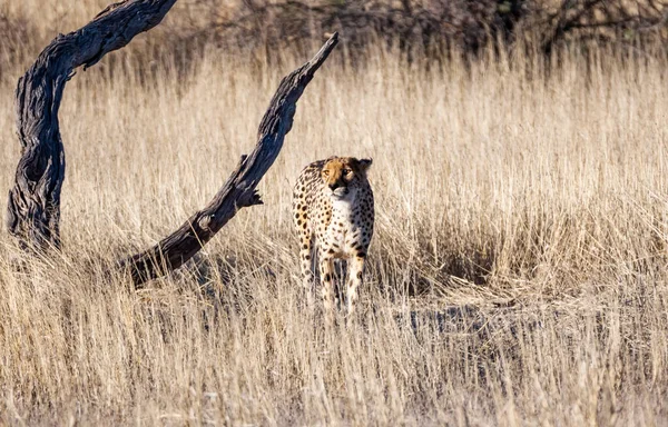 Cheetah Kalahari Savannah — Stok fotoğraf