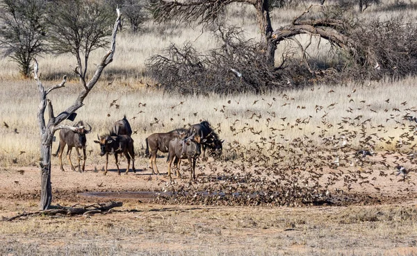 Antílope Wildebeest Azul Con Queleas Pico Rojo Para Agua Abrevadero — Foto de Stock