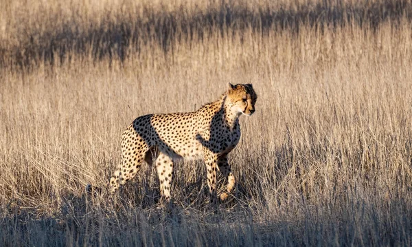 Cheetah Kalahari Savannah — 图库照片
