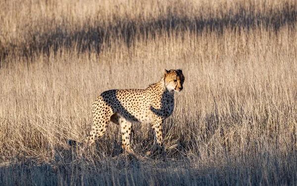 Cheetah Kalahari Savannah — Fotografia de Stock