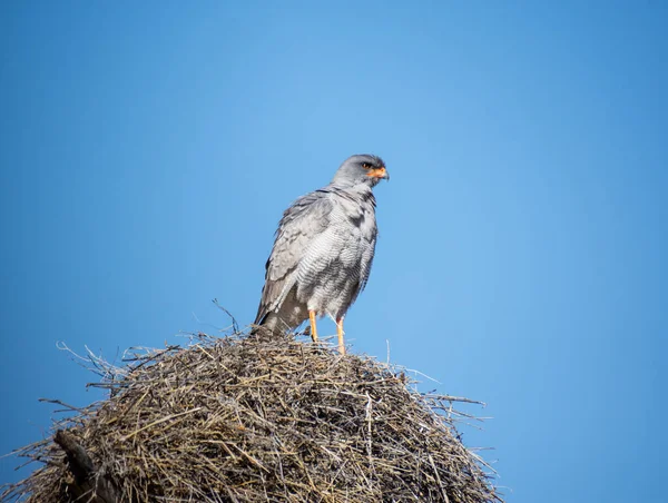 Pálido Goshawk Cantando Sentado Ninho Weaver Savana Kalahari — Fotografia de Stock