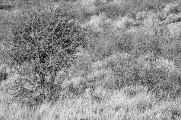 Léopard Observant Antilope Dans Savane Kalahari — Photo