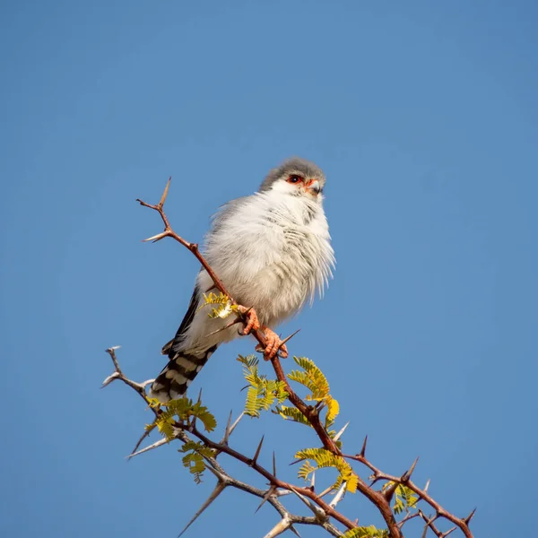 Faucon Pygmée Perché Dans Arbre Savane Afrique Australe — Photo