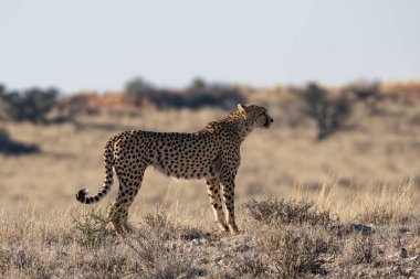 A Cheetah in Kalahari savannah