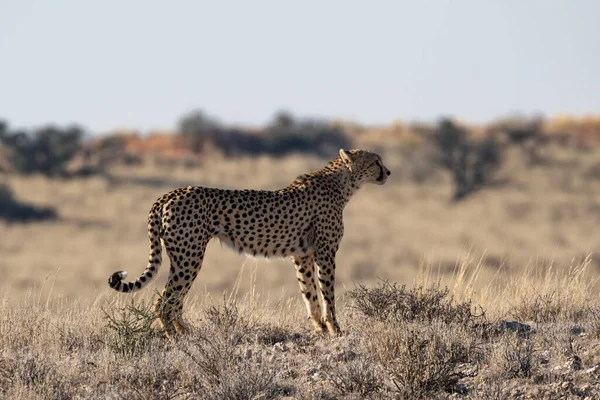 Cheetah Kalahari Savannah — 图库照片