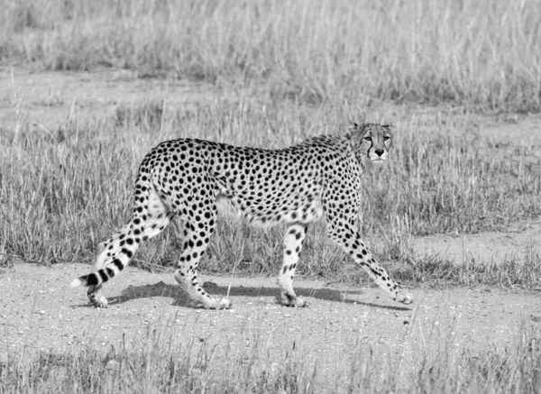Cheetah Kalahari Savannah — Photo