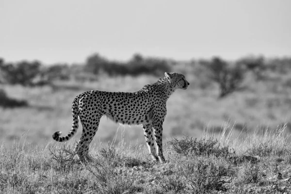Cheetah Kalahari Savannah — Φωτογραφία Αρχείου