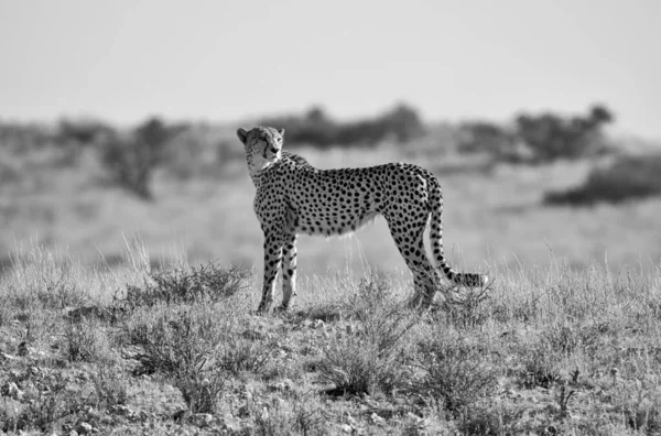 Cheetah Kalahari Savannah — Fotografia de Stock