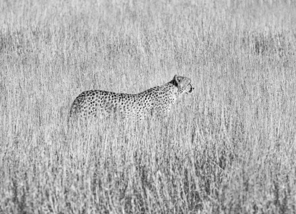 Cheetah Kalahari Savannah — Φωτογραφία Αρχείου