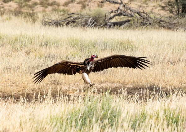 Buitre Con Cara Lappet Kalahari Savannah — Foto de Stock