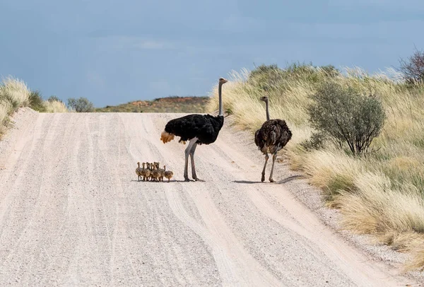 Uma Família Avestruzes Kalahari Savana — Fotografia de Stock
