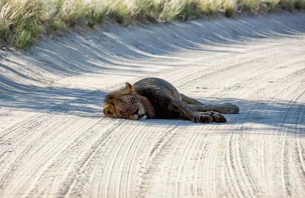 Leão Macho Descansando Sombra Savana Kalahari — Fotografia de Stock