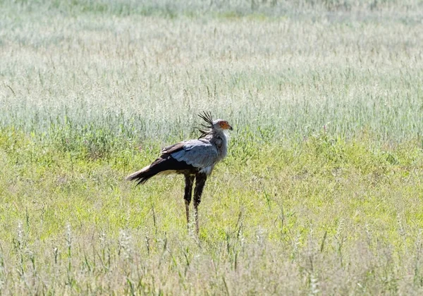 Oiseau Sectaire Butinant Dans Savane Kalahari — Photo
