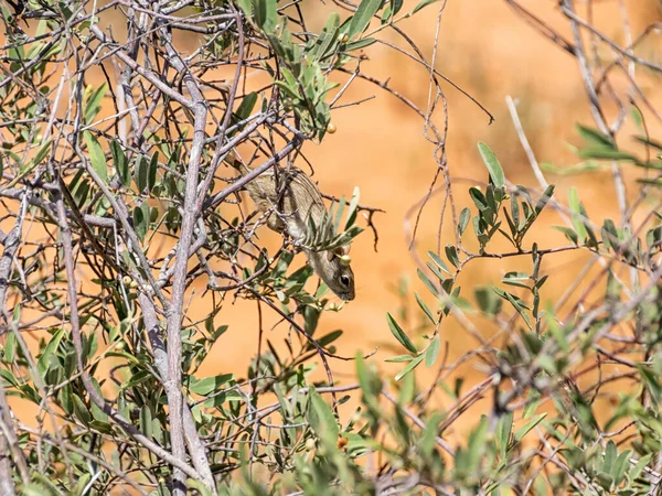 Striped Mouse Foraging Bush Kalahari Savannah — Stock Photo, Image