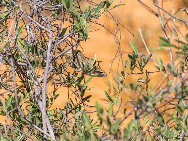 Striped Mouse Foraging Bush Kalahari Savannah — Stock Photo, Image