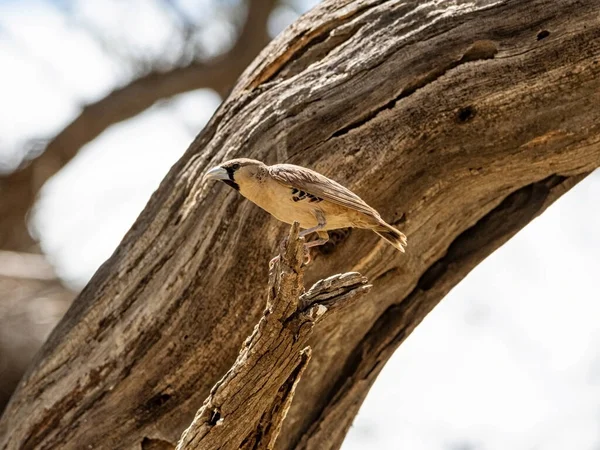 Sparrow Weaver Common Resident Local Nomad Semi Arid Savannah Karoo — Stock Photo, Image