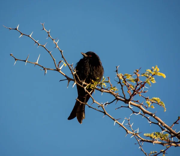 Fork Tailed Drongo Perched Bush Southern Africa — Stock Photo, Image