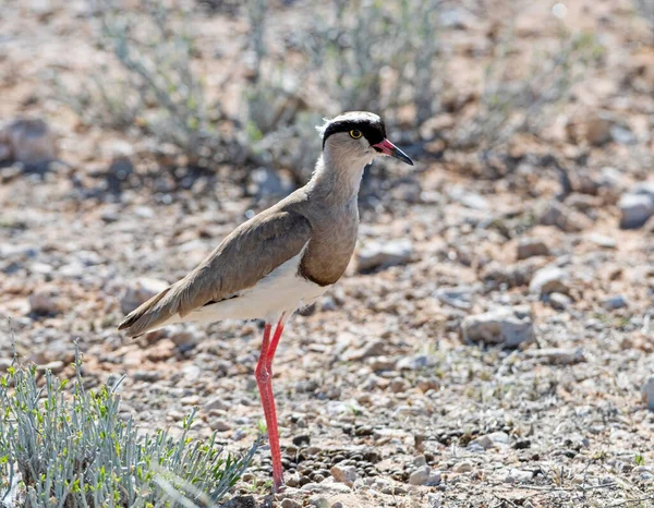 Een Gekroonde Lapwing Kalahari Savanne — Stockfoto