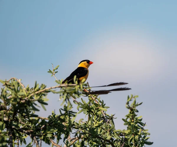 Whydah Con Cola Eje Plumaje Cría Sabana Kalahari —  Fotos de Stock