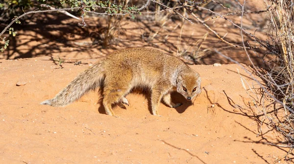 Une Mangouste Jaune Dans Savane Kalahari — Photo