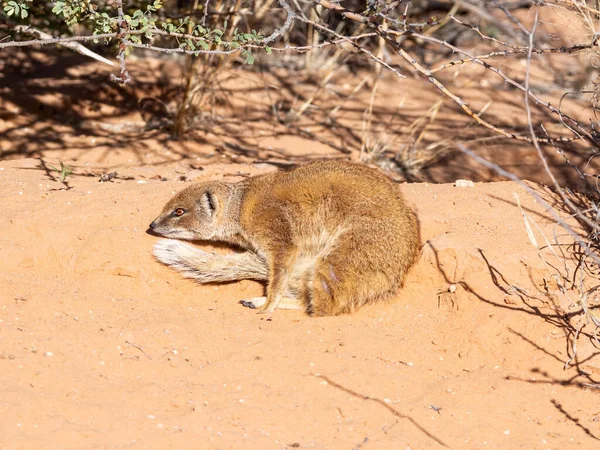 Une Mangouste Jaune Dans Savane Kalahari — Photo