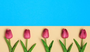 Mavi ve sarı arkaplanda laleler