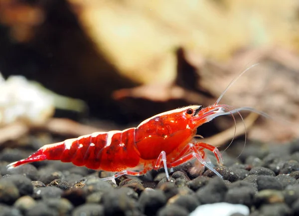 Freshwater Shrimp Caridina Taiwan Bee — Stock Photo, Image