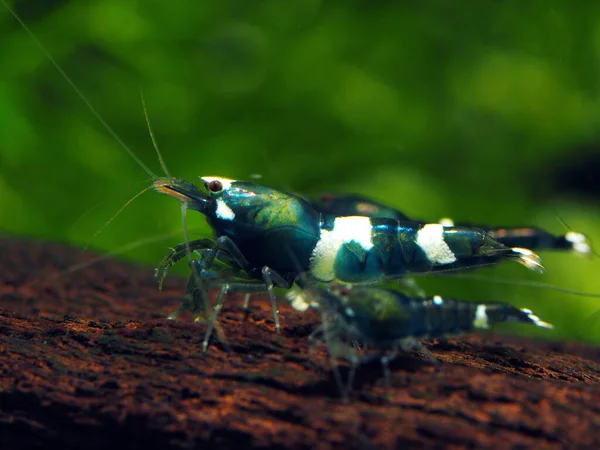 Freshwater Shrimp Caridina Taiwan Bee — Stock Photo, Image