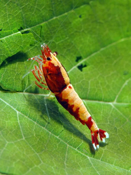 Tatlı Karidesi Caridina Tayvan Arısı — Stok fotoğraf