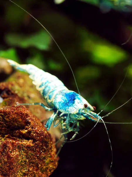 Freshwater Shrimp Caridina Taiwan Bee — Stock Photo, Image
