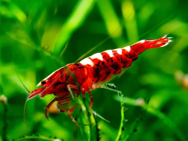 Sladkovodní Krevety Caridina Taiwan Bee — Stock fotografie