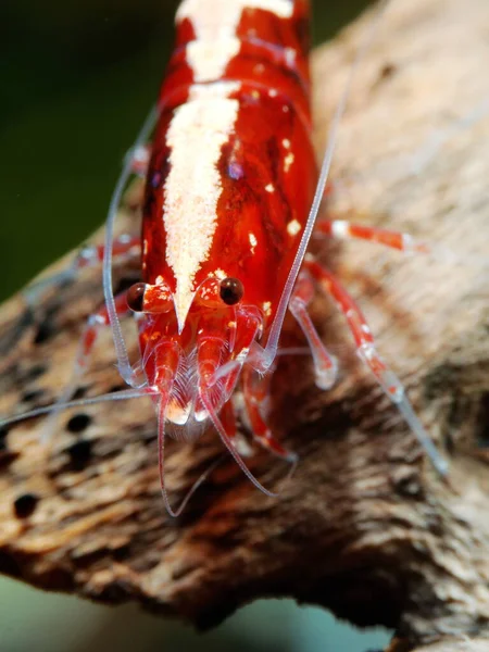 Freshwater Shrimp Caridina Taiwan Bee — Stock Photo, Image