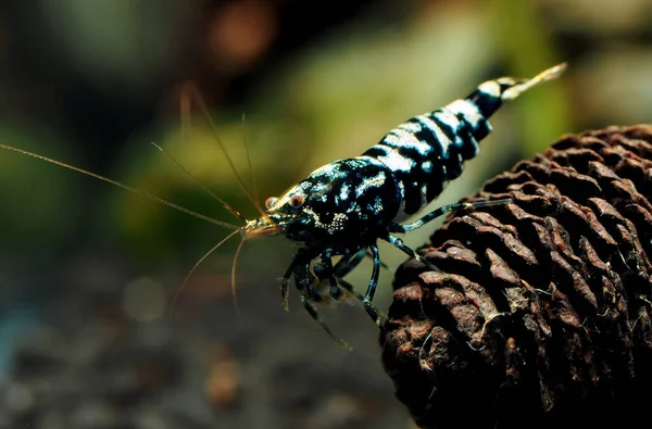 Süßwassergarnele Caridina Taiwan Bee — Stockfoto