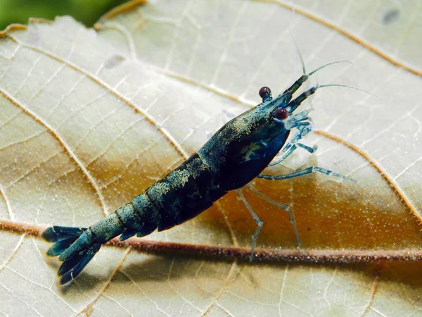 Tatlı Karidesi Neocaridina Davidi — Stok fotoğraf