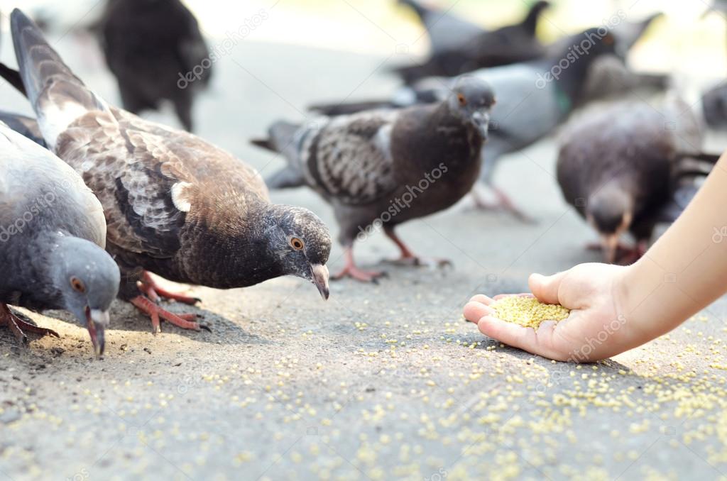 Feeding birds
