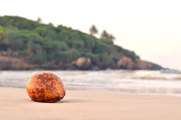 Gul kokos på exotiska strand Royaltyfria Stockbilder