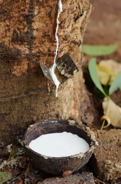 Milk of rubber tree Stock Image