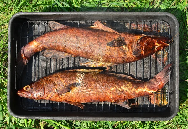 Zander a la parrilla — Foto de Stock