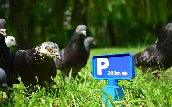 Er kunnen we blijven. — Stockfoto