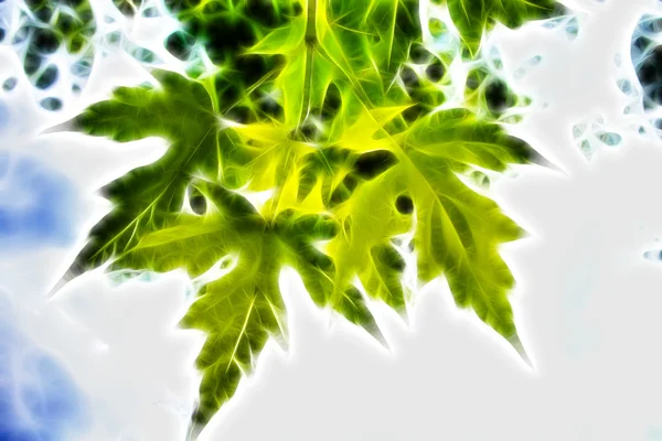 Yeşil akçaağaç yaprakları. Bahar ruh hali — Stok fotoğraf