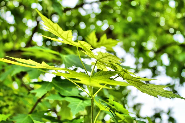 Groene esdoorn bladeren. lente stemming — Stockfoto