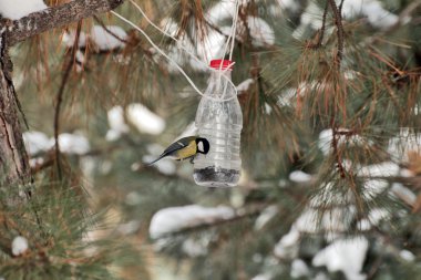 a bird eats the seeds of handmade bird feeders clipart