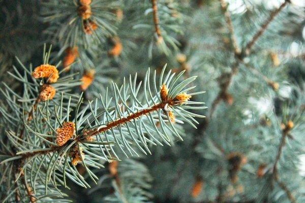 Rama de pino verde con agujas — Foto de Stock