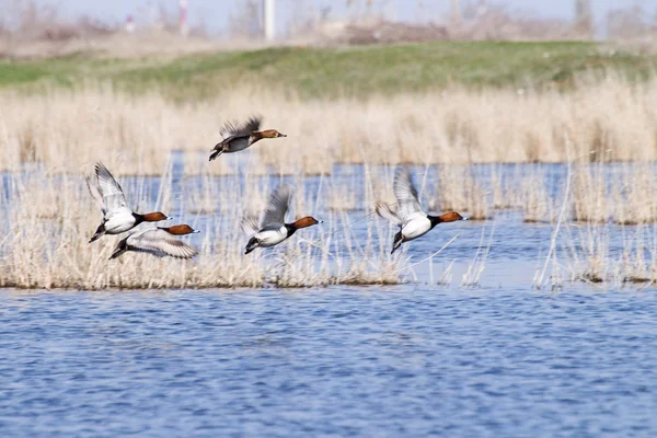 Los patos vuelan con estanque —  Fotos de Stock