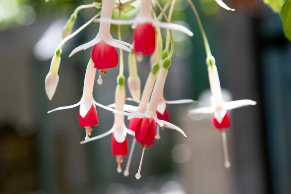 Inicio flores florecen — Foto de Stock