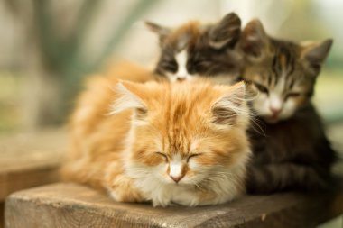 üç küçük kedi yavrusu Köyü