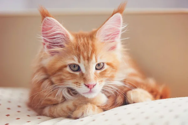 Hermoso pequeño gato rojo ardiente del mapache maine se encuentra en una almohada beige —  Fotos de Stock